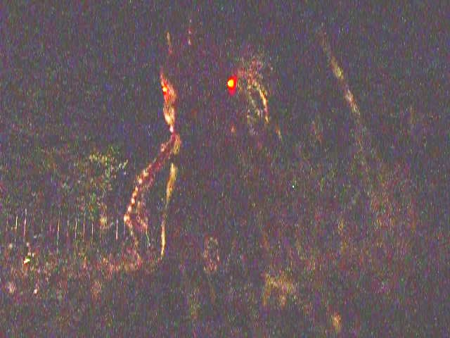 Screenshot from video of equoid