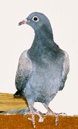 Victoria looking towards stereo