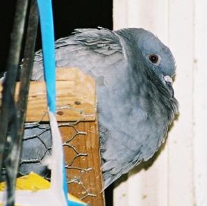 Victoria in the entrance