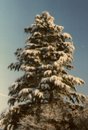 sp/snowytree1.a.rs.jpg